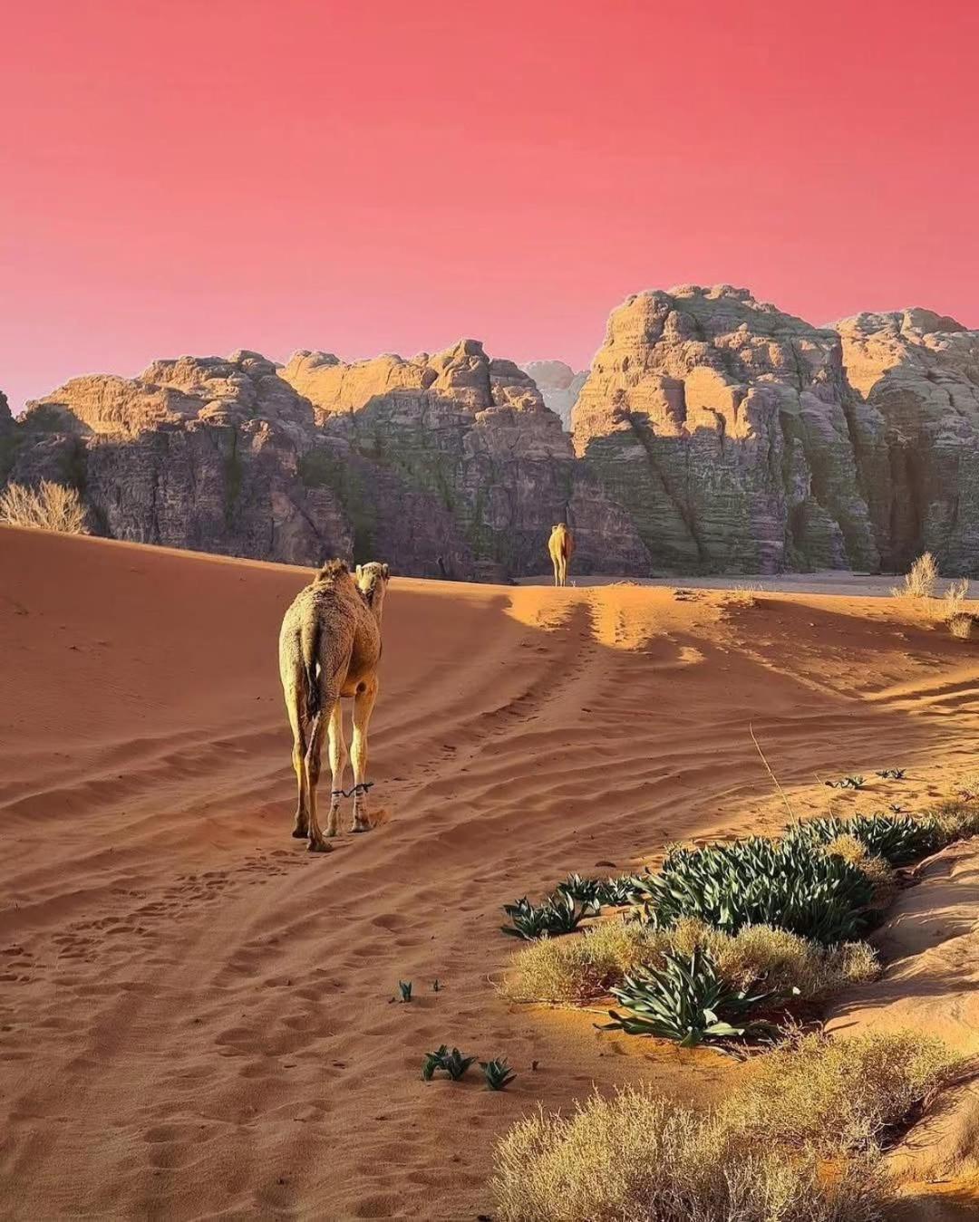 Wadi Rum Albasli Exterior foto